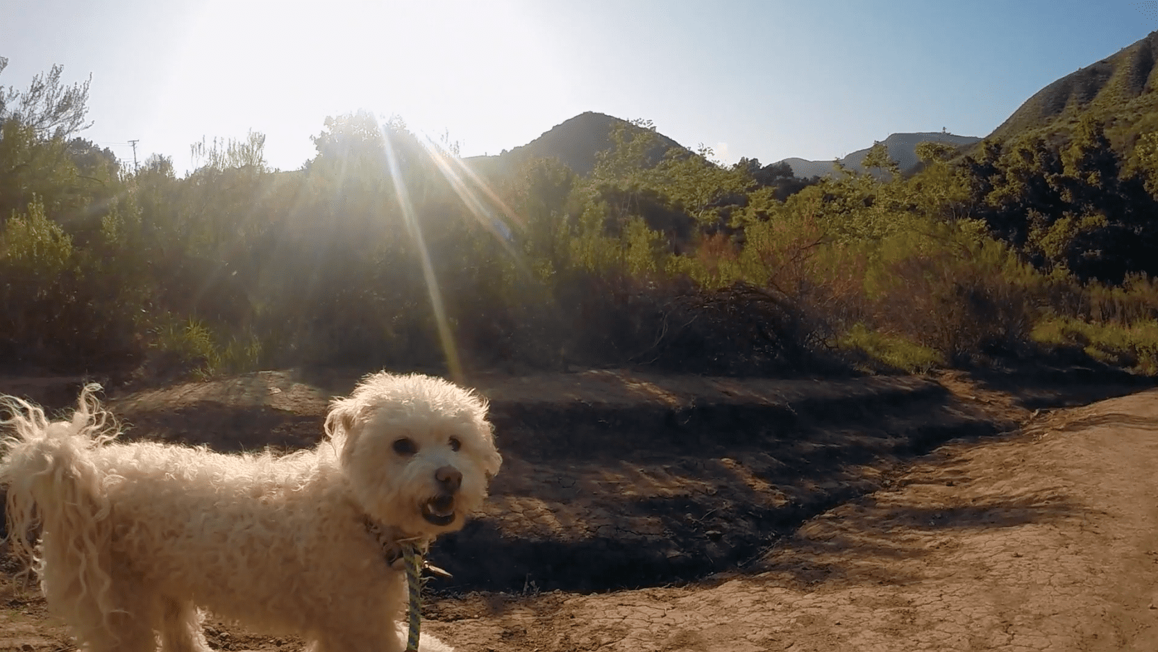 Dog Hiking in Malibu, CA with Maggie, friends and Whistle