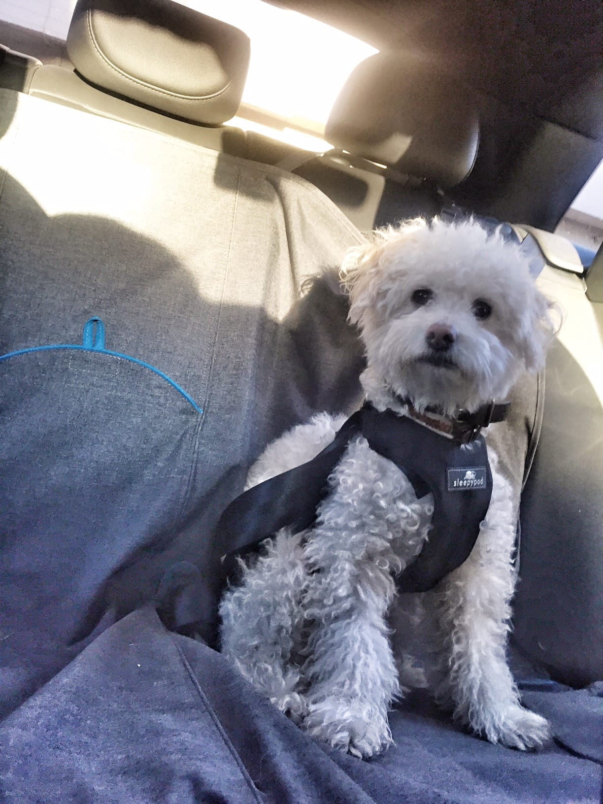 How safe is your dog’s car harness?