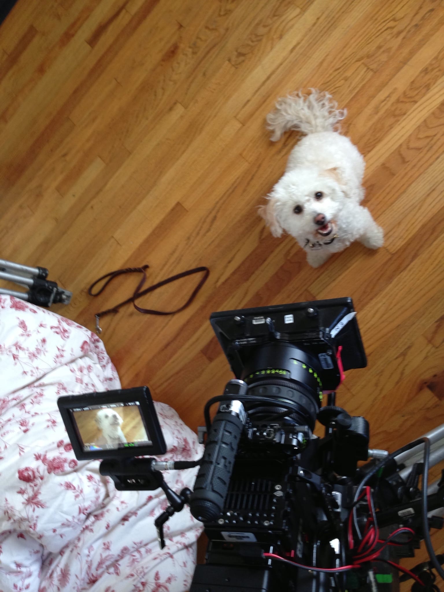 How to get my dog into show business? All about dog acting, modeling, the working dog and the production world