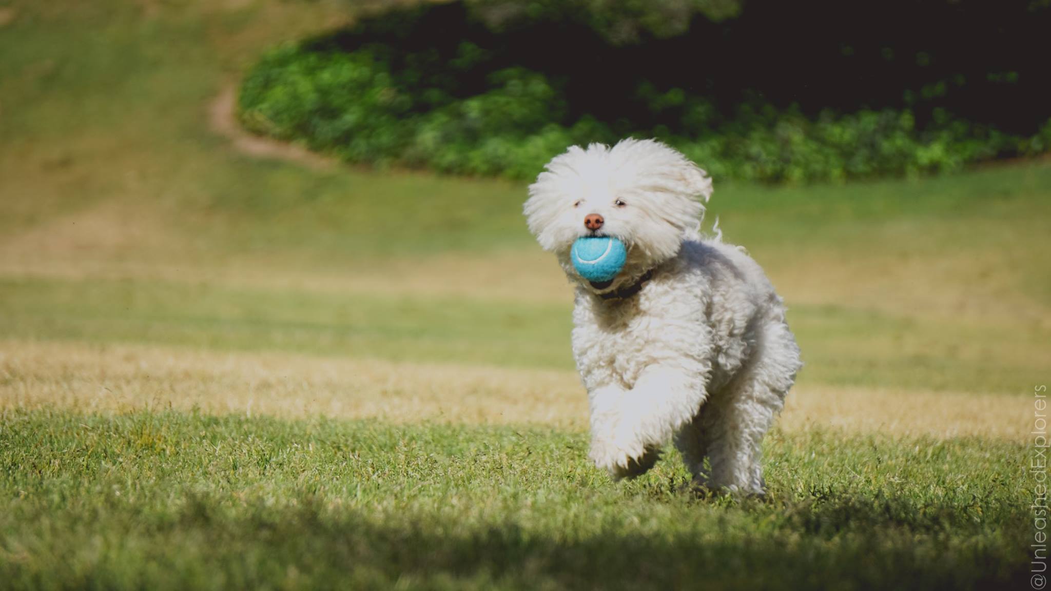 Training your dog to fetch