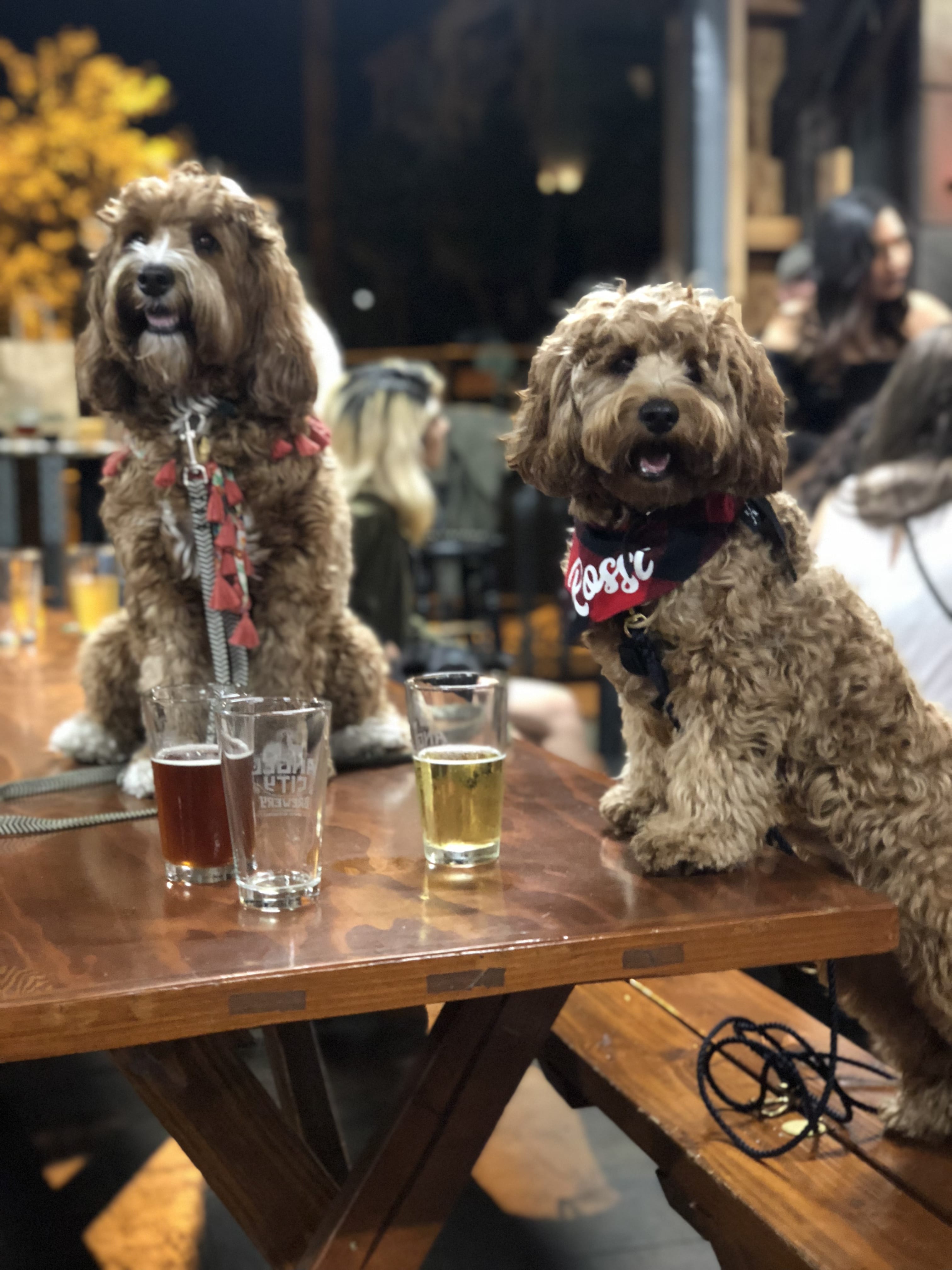 10 free dog friendly activities in LA (or nearly free!)