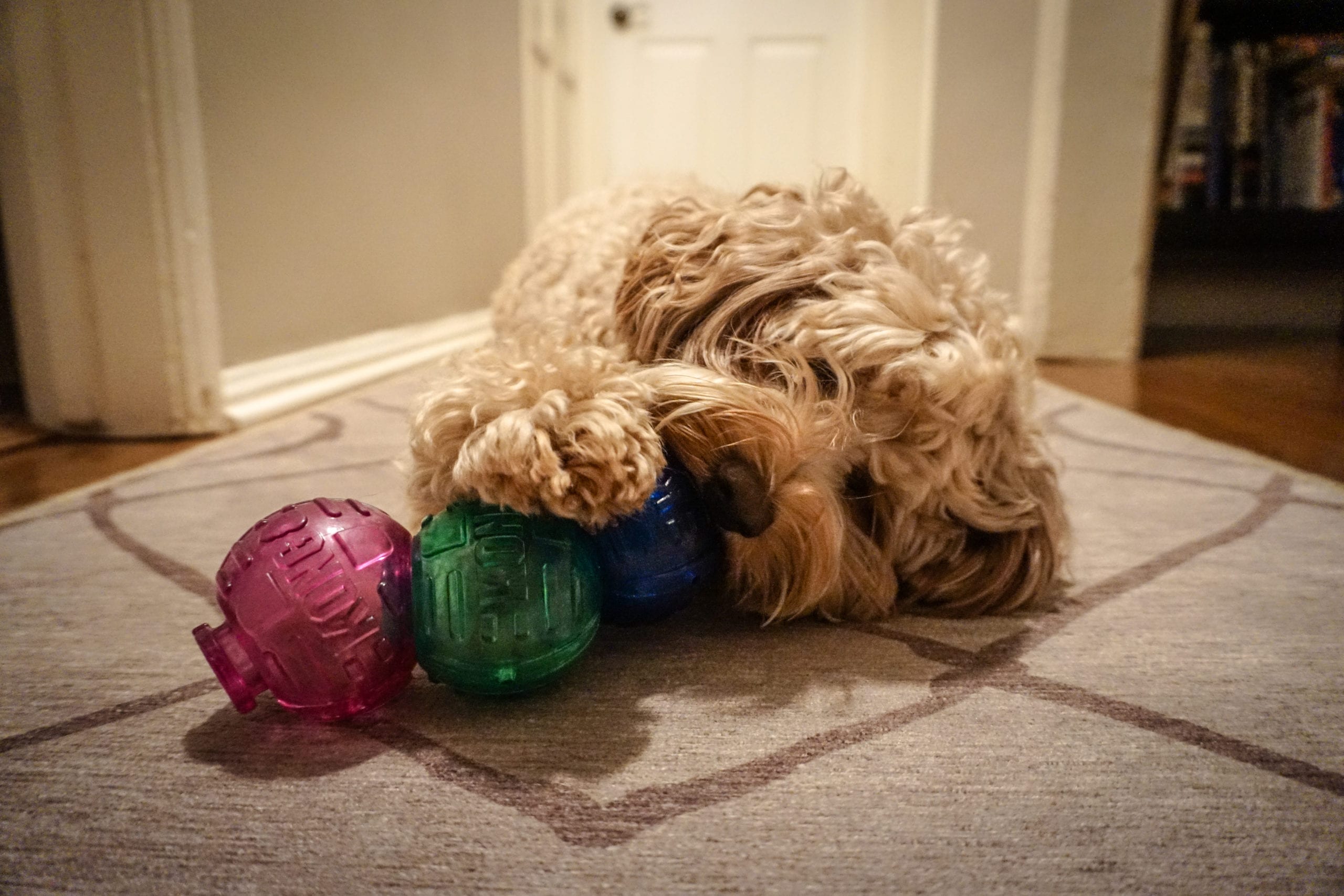 13 Mental enrichment toys for dogs