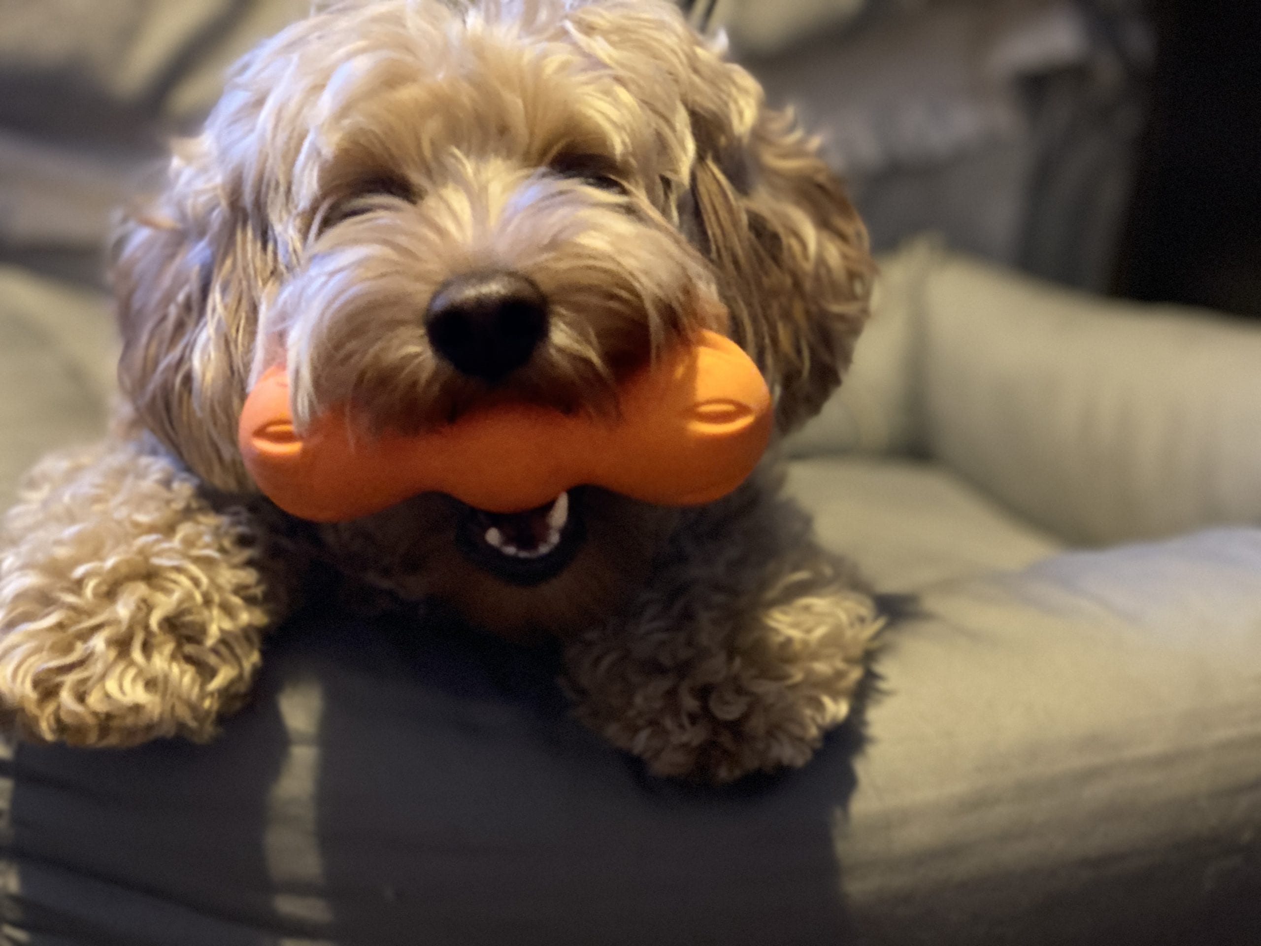 12 of the toughest dog toys