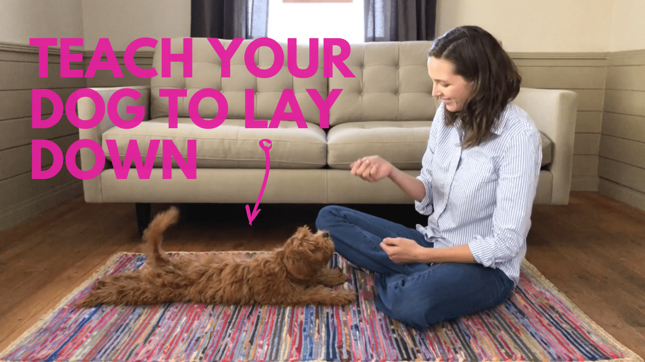 How to teach your dog to lay down