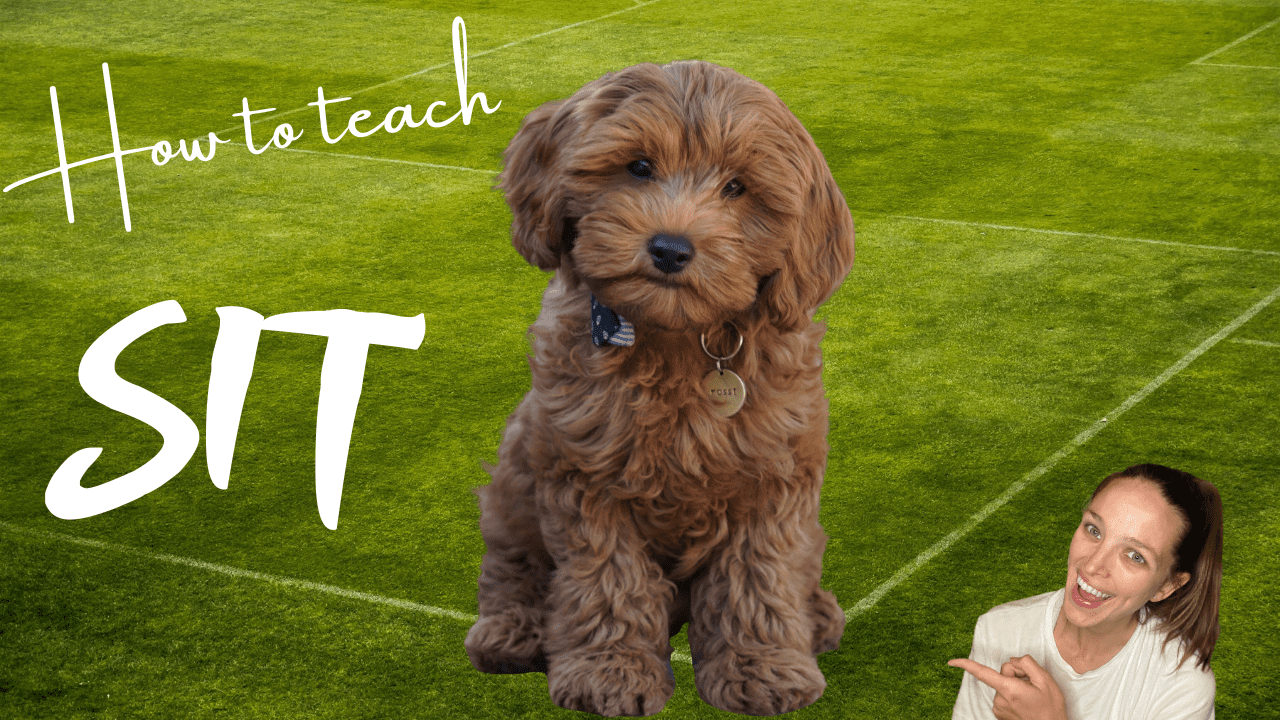 How to easily teach your dog to sit
