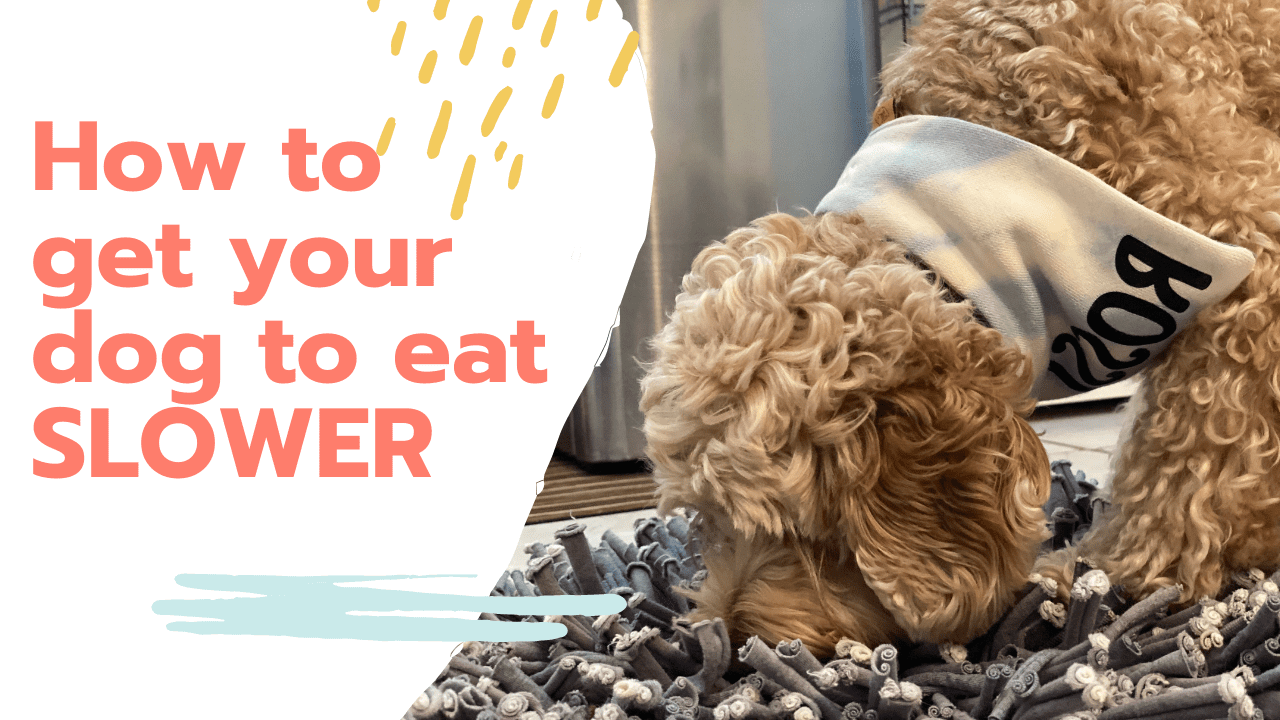 6 ways to successfully slow your dogs eating down