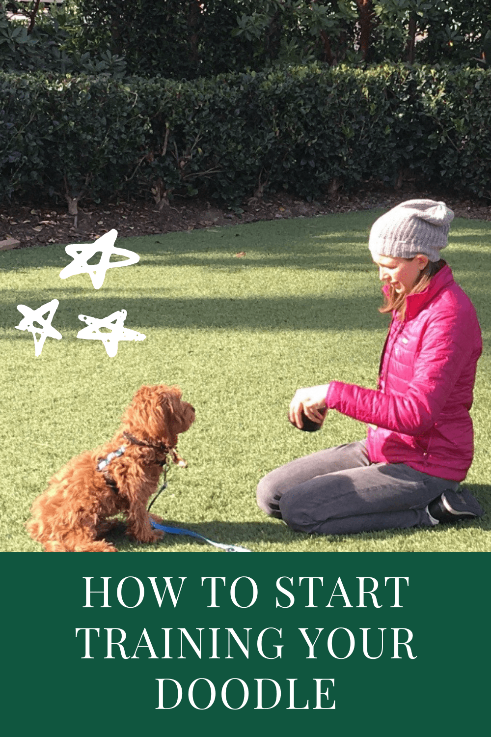 An easy guide to begin dog training!