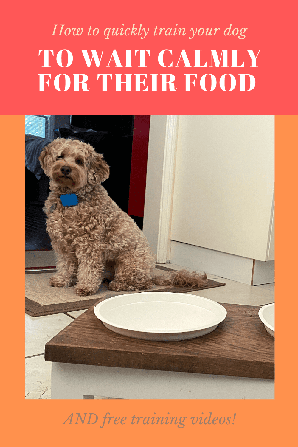 How to teach a dog to wait for food quickly