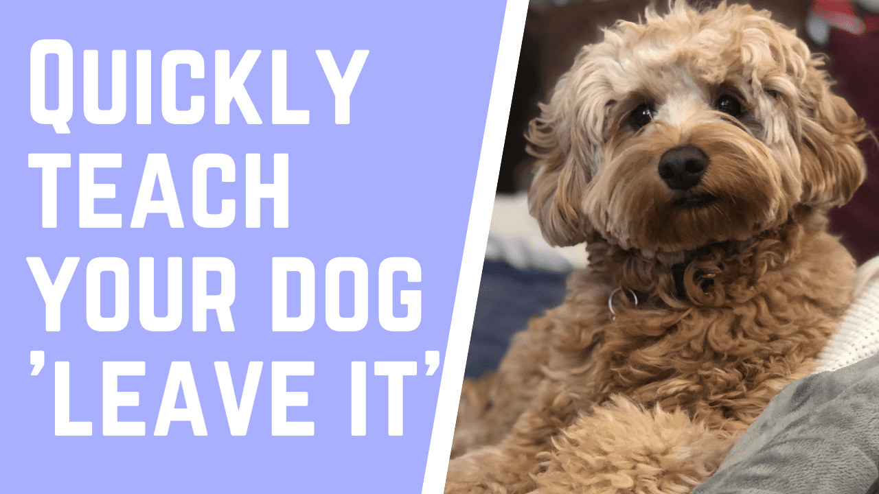 Leave it! How to teach your dog leave it quickly