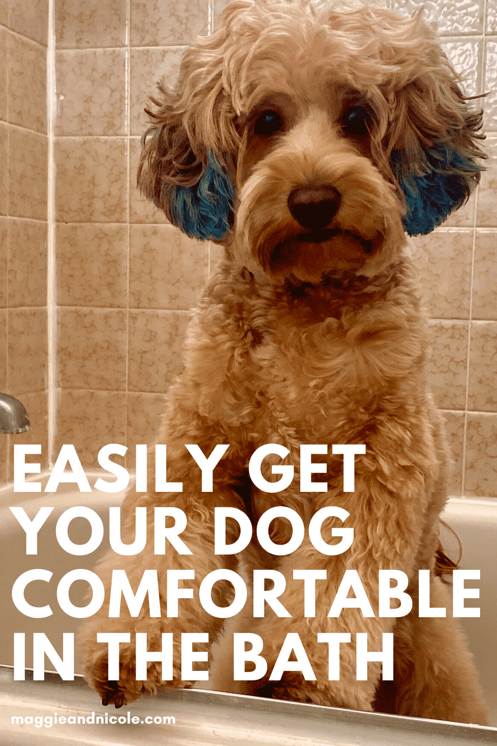 How to get your dog to love the bath