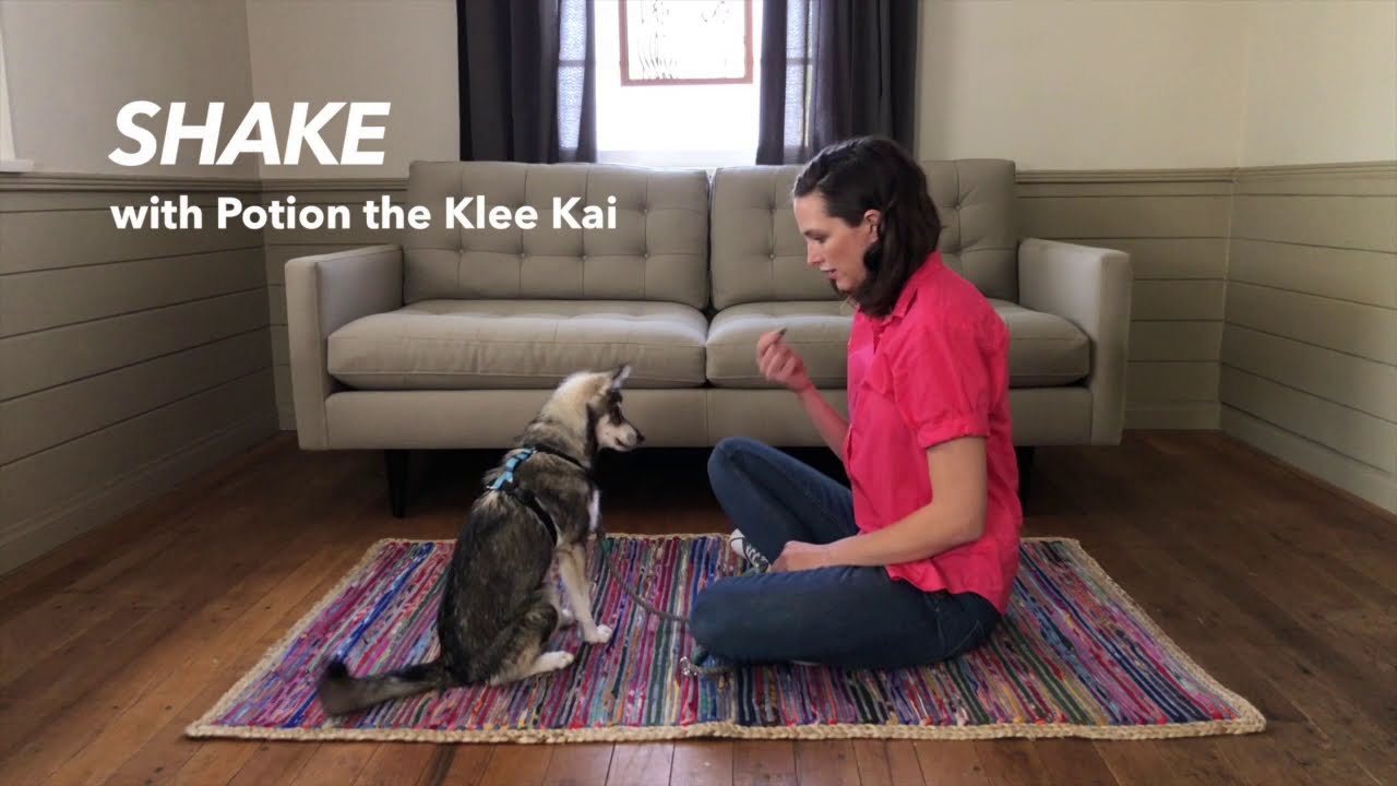 How to teach your dog to shake paws