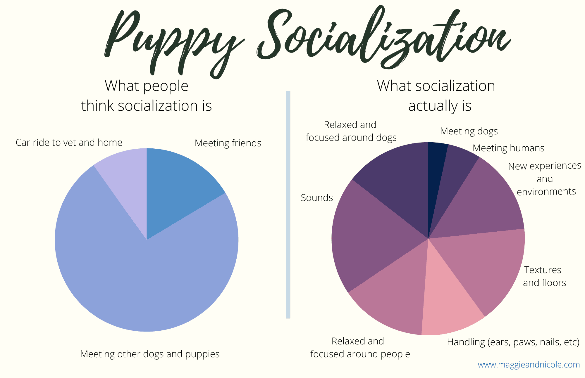 Puppy socialization – When and how to socialize a puppy successfully