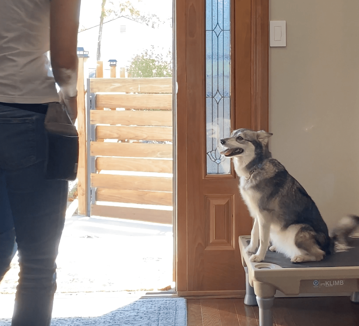 How to stop your dog from running out the door