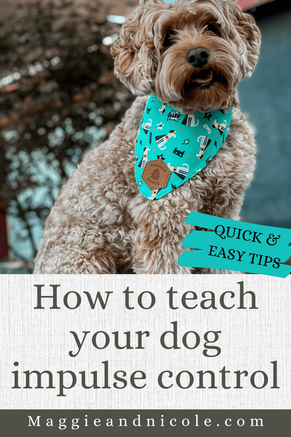Teaching impulse control for dogs – preventable dog training