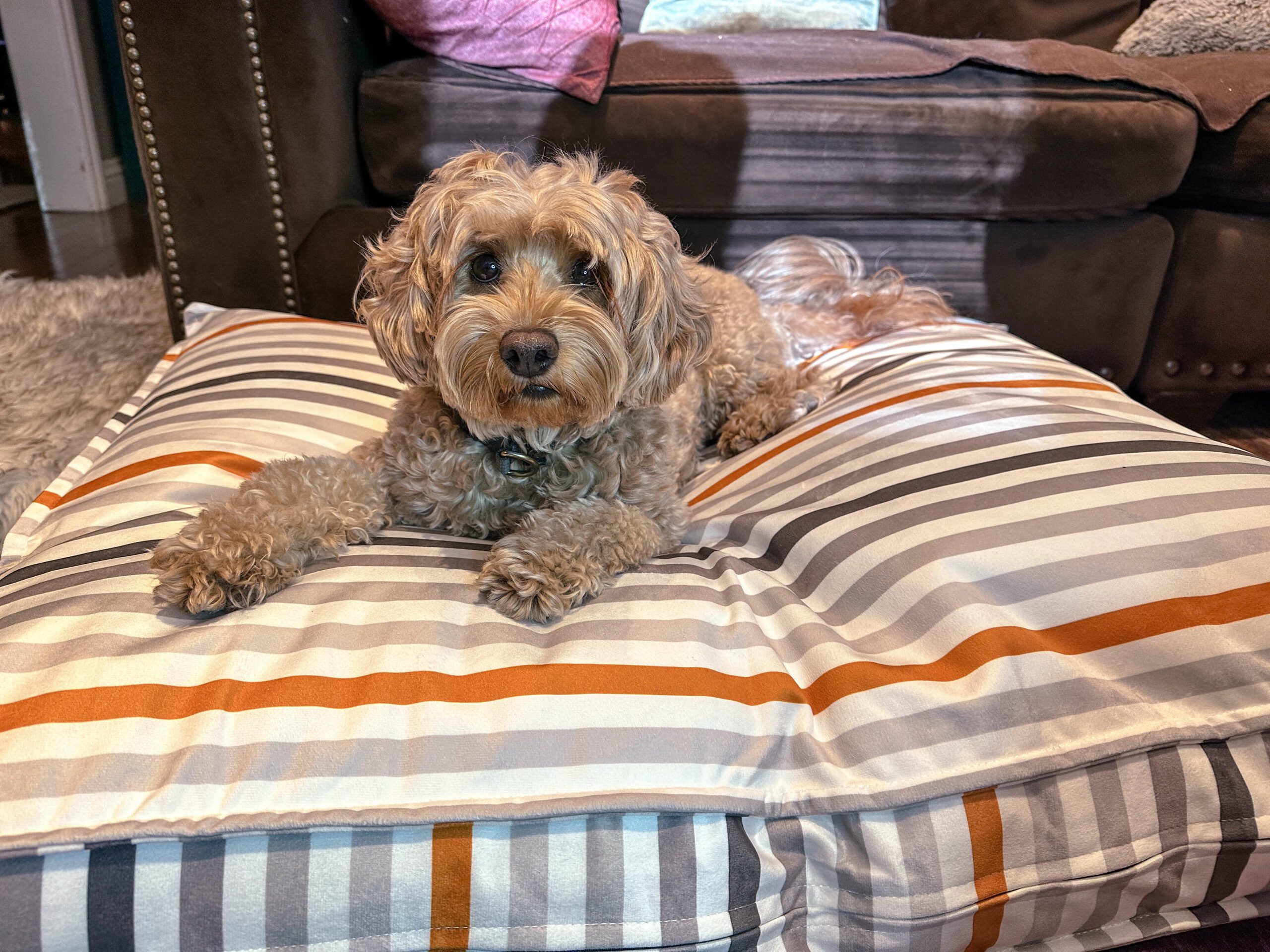12 of the best dog beds to keep your dog comfortable