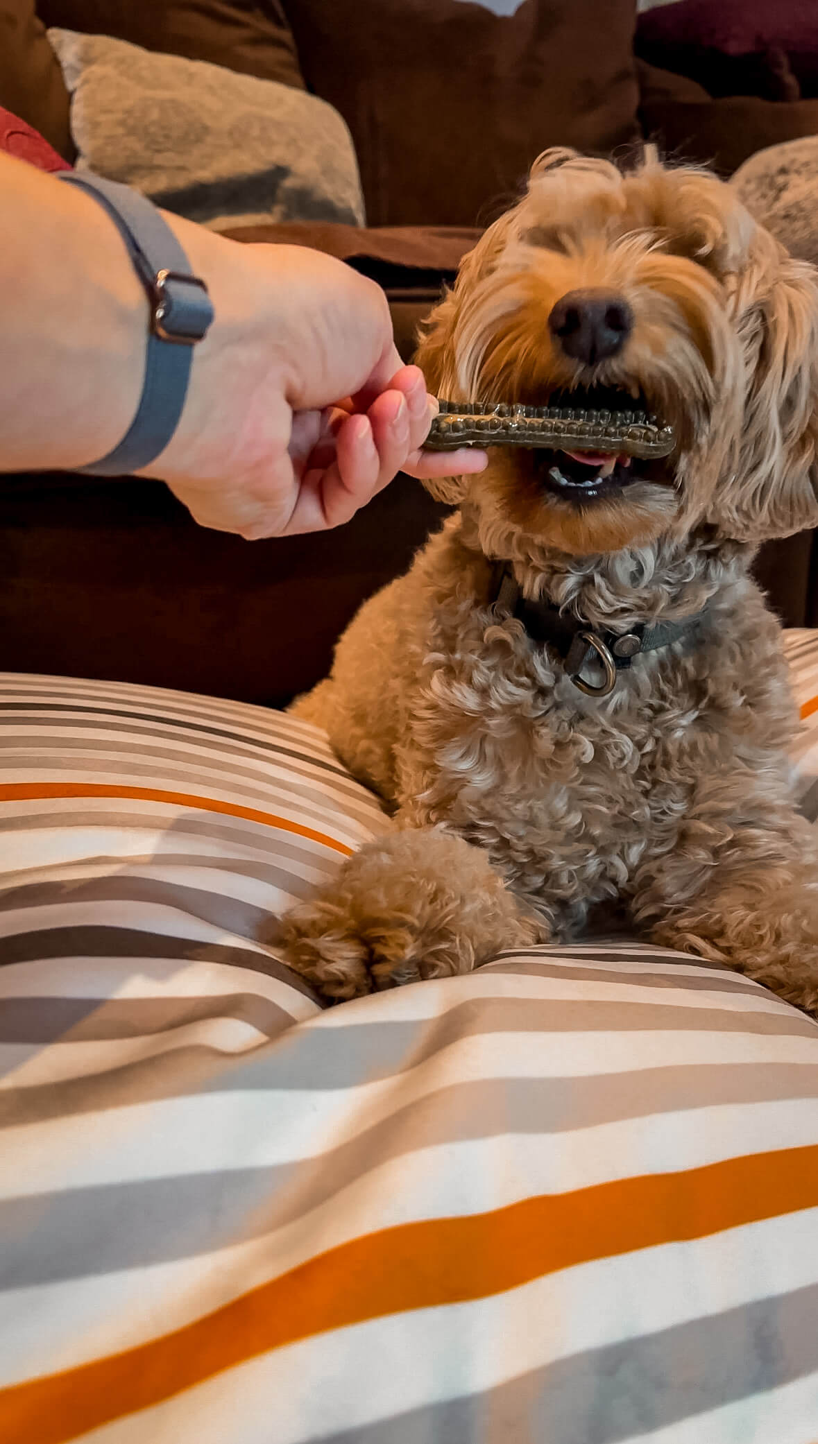 How to clean your dogs teeth from dental chews to toothpaste