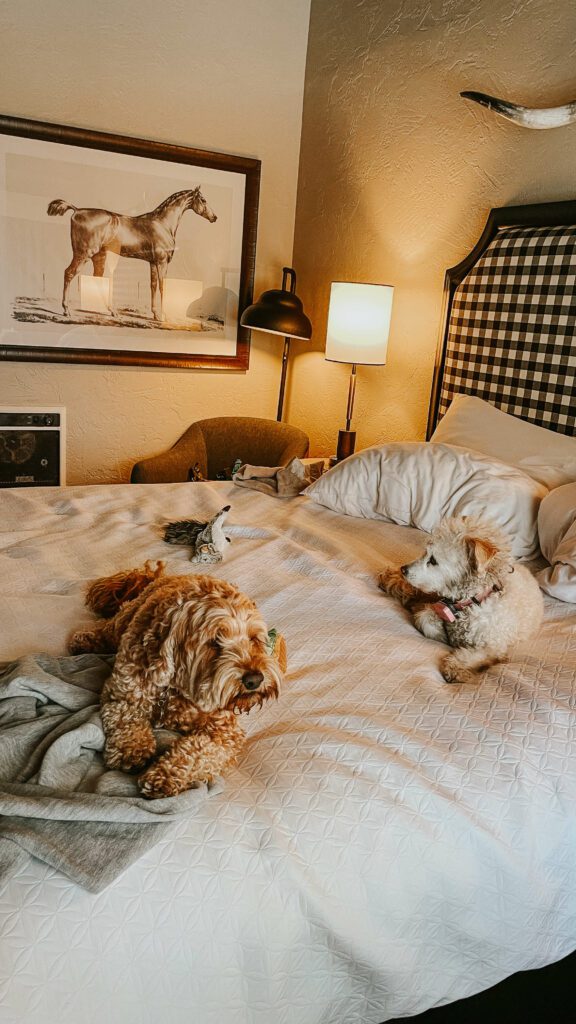 Dogs on bed at pet friendly hotel in Cambria.