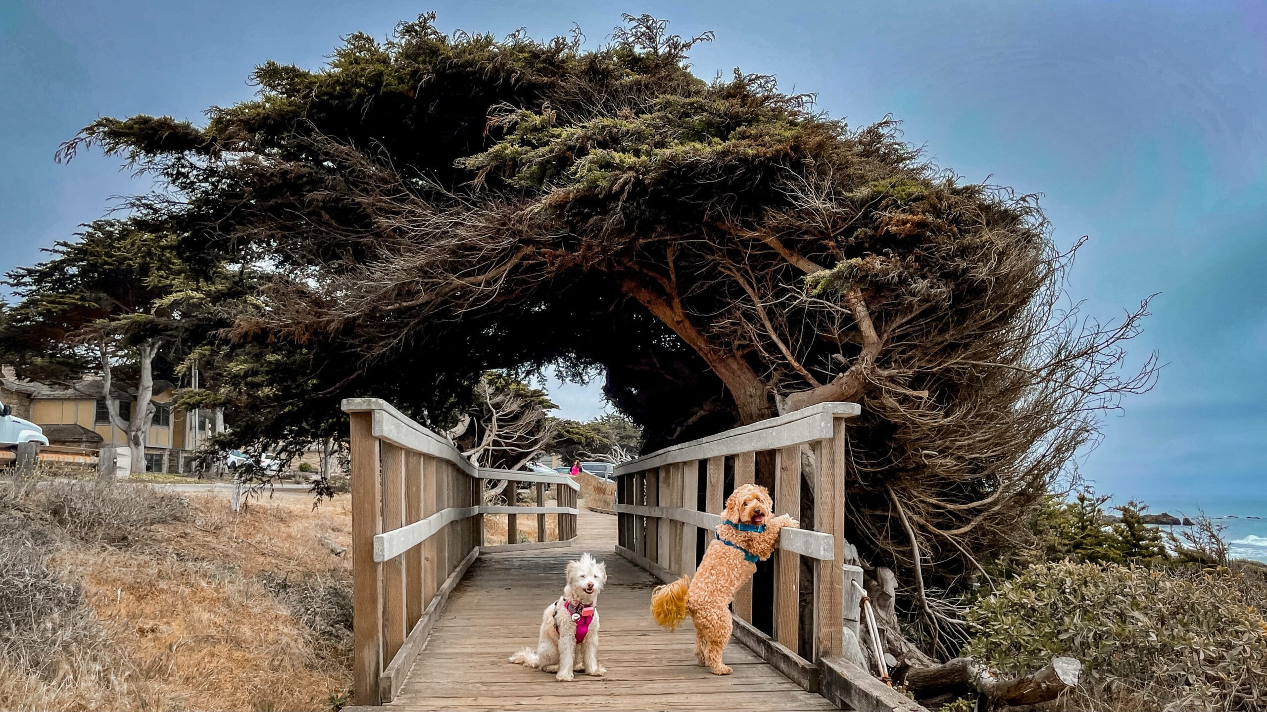 Road Trip: Dog Friendly Cambria, CA things to do and places to see with your dog