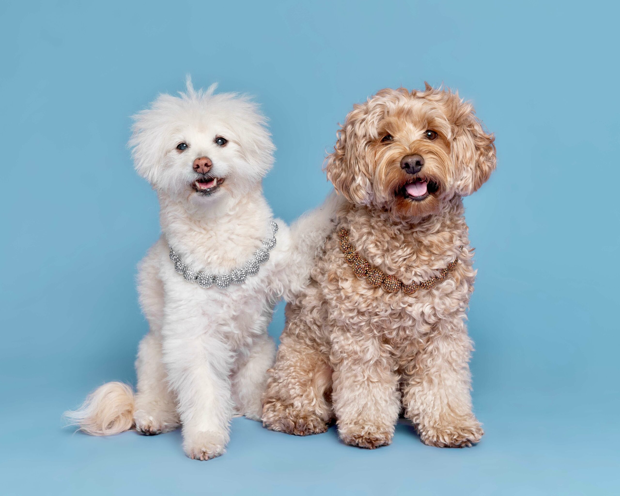 Best Local Pet Care Services in Los Angeles – from vets to groomers to pet photographers.