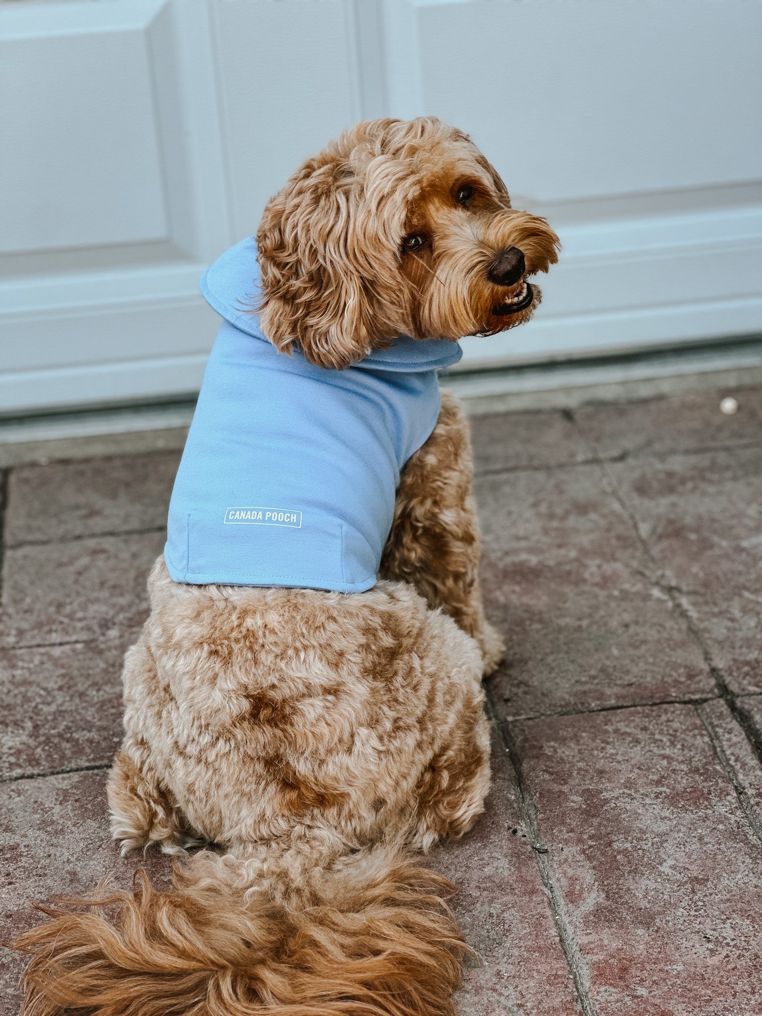 Canada Pooch Weighted Calming Vest review