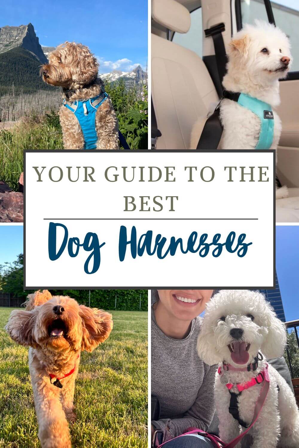The best dog harness for your dog