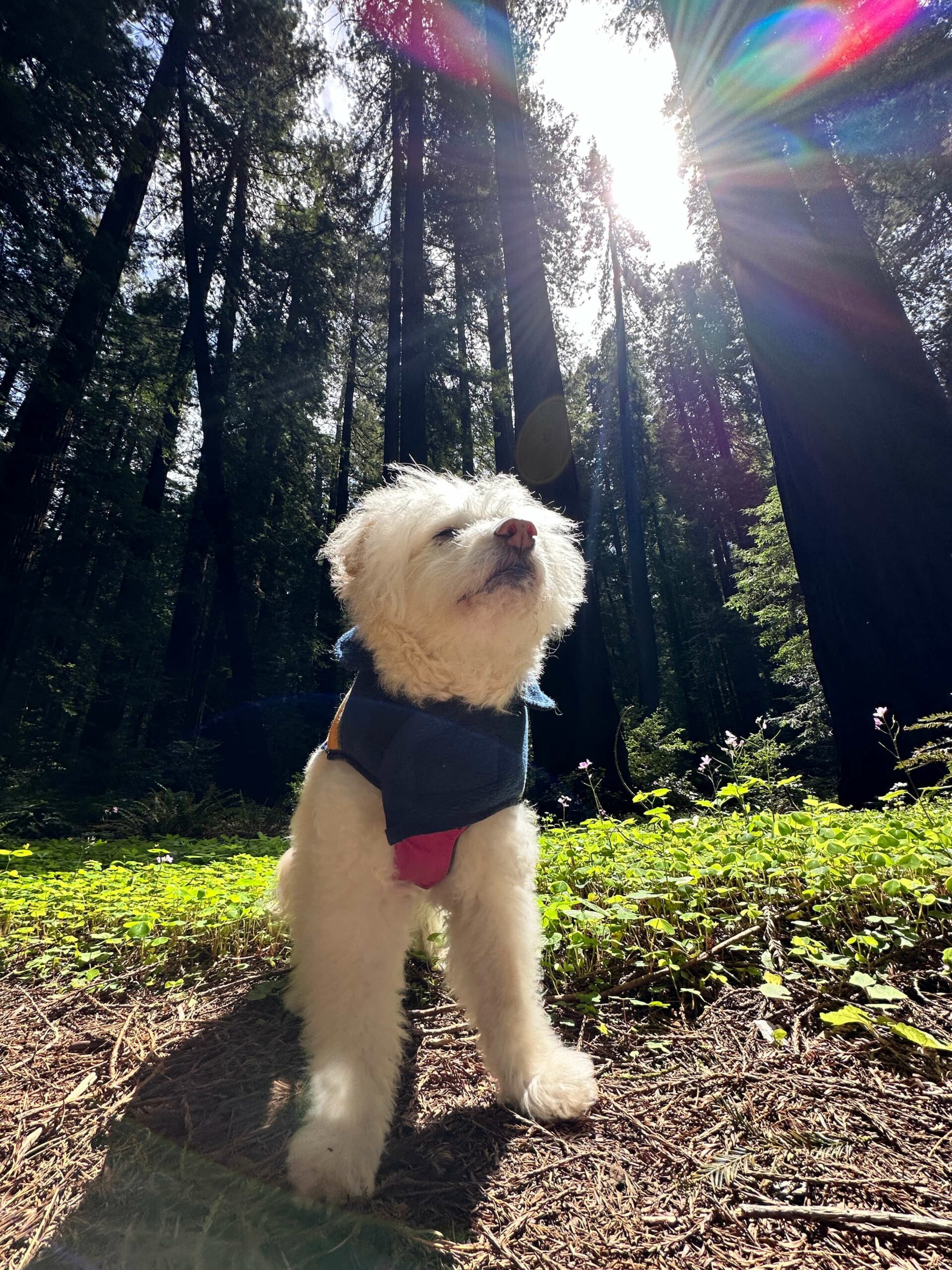 Dog friendly Redwood National Park trip